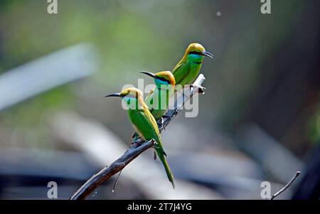 Asian green bee eaters hunting insects Stock Photo