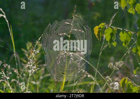 dew covered cobwebs hang on the grass lit up by the morning sun Stock Photo