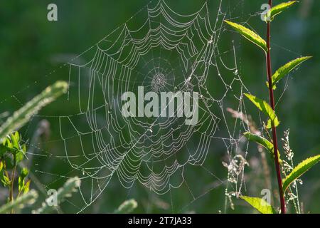 dew covered cobwebs hang on the bushes lit up by the morning sun Stock Photo