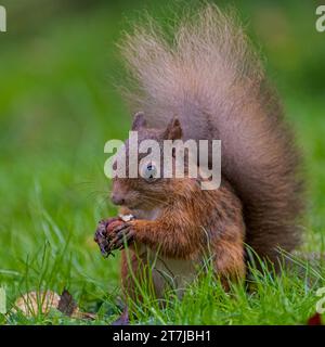 Red Squirrel, Perthshire, Scotland Stock Photo