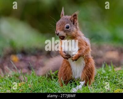 Red Squirrel, Perthshire, Scotland Stock Photo