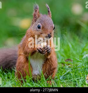Red Squirrel, Perthshire, Scotland Stock Photo