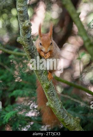 A Red Squirrel (Sciurus Vulgaris) feeding in its enclosure at British Wildlife Centre, Lingfield, Surrey, England, UK Stock Photo