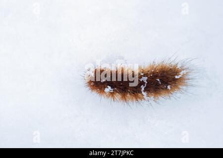 Ruby tiger moth caterpillar (Phragmatobia fuliginosa) walking on snow Stock Photo