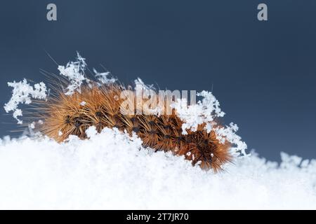 Ruby tiger moth caterpillar (Phragmatobia fuliginosa) walking on snow Stock Photo