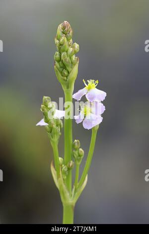 Alisma plantago-aquatica, commonly known as Water-plantain, Great water plantain or Mad-dog weed, wild plant from Finland Stock Photo