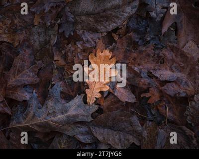 Top-down view of dark fallen Autumn leaves covering the ground with one light-colored oak leaf in the center. Stock Photo