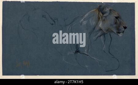 John Macallan Swan Studies on a lioness. Black, white and orange chalk on blue paper 1891 , 1891 Stock Photo