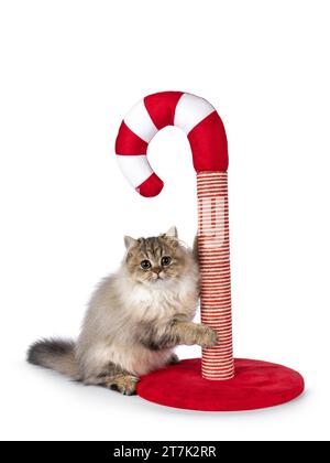 Cute fluffy British Longhair cat kitten, sitting beside and hanging in red with white candy cane shaped stratching post. Looking to camera with big ro Stock Photo