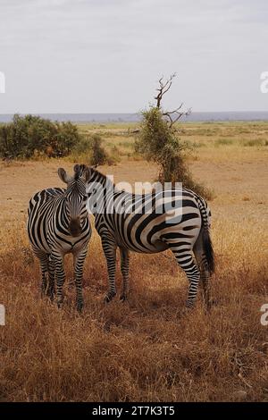 A pair of Grant's Zebras Stock Photo - Alamy