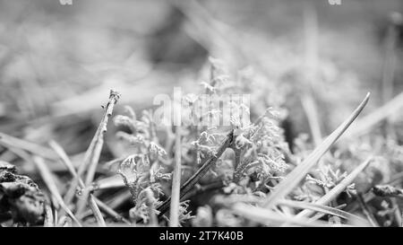 Cup lichenam forest floor. Pine needles and moss. Macro shot from botany. Nature in the forest Stock Photo