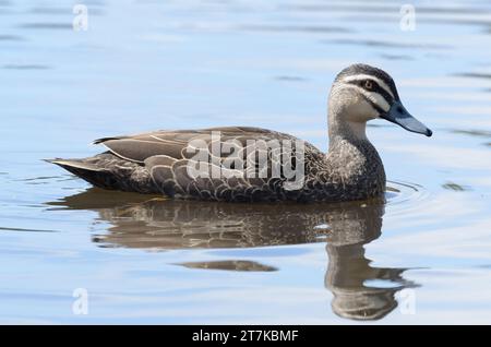 Pacific Black duck swimming in a large pond, eyeing the camera Stock Photo