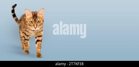 Bengal cat walking towards the camera, isolated on a blue background. Copy space. Stock Photo