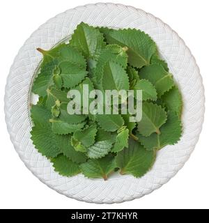 freshly harvested oregano plant leaves on a tray, aka origanum or wild marjoram, top view of widely used aromatic herbal mint family plant foliage Stock Photo
