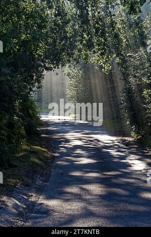 Road through a forest with the sun streaming through the trees Stock Photo