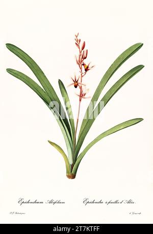 Old illustration of  Aloe-leafed Cymbidium (Cymbidium aloifolium). Les Liliacées, By P. J. Redouté. Impr. Didot Jeune, Paris, 1805 - 1816 Stock Photo