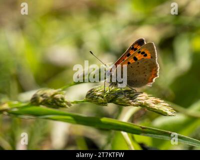 Small Copper Butterfly. Wings Closed. Stock Photo