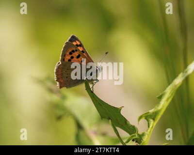 Small Copper Butterfly. Wings Closed. Stock Photo