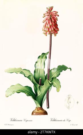 Old illustration of  Sand Lily (Veltheimia capensis). Les Liliacées, By P. J. Redouté. Impr. Didot Jeune, Paris, 1805 - 1816 Stock Photo