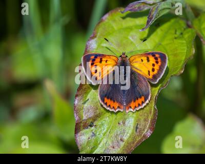 Small Copper Butterfly Wings Open Stock Photo