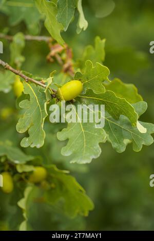 Close up of green Acorn (Oaknut) and oak leaves, in nature Stock Photo