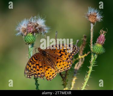 Great Spangled Fritillary Butterfly on Field Thistle Flower at Oronoco Prairie Stock Photo