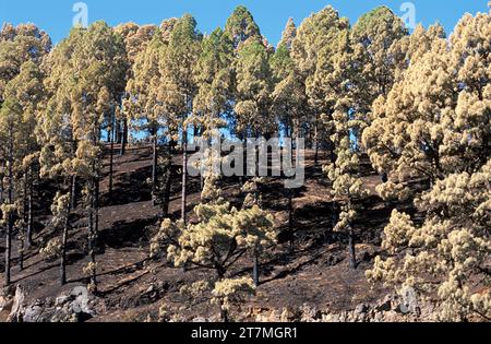 Pino canario (Pinus canariensis) is an evergreen tree endemic to Canary ...