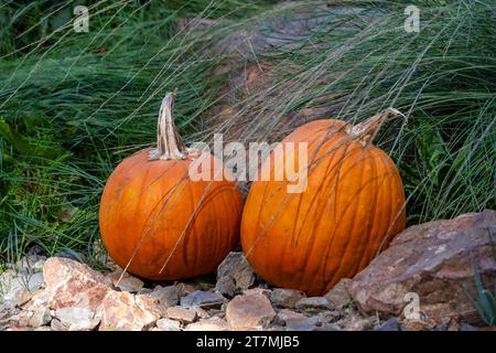 Closeup of two pumpkins in green grass. Copy space. Stock Photo