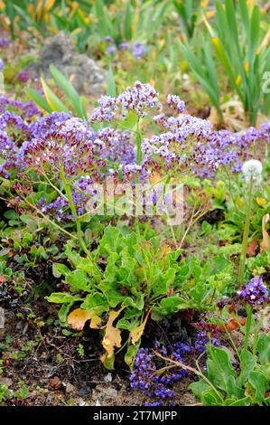 Siempreviva de Lanzarote (Limonium puberulum) is a shrub endemic to Lanzarote and Fuerteventura, Canary Islands, Spain. Stock Photo