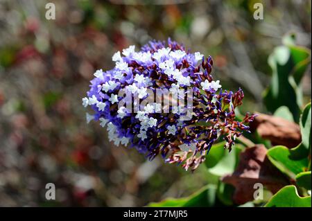 Siempreviva azul (Limonium sventenii or Limonium preauxii) is a shrub endemic to Gran Canaria, Canary Islands, Spain. Stock Photo