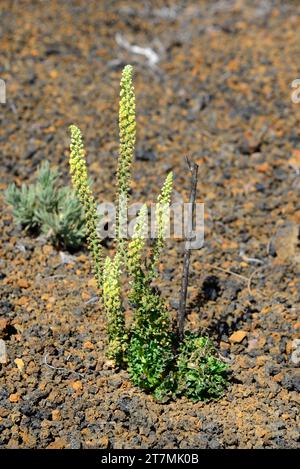 Dyer's rocket (Reseda luteola) is an annual herb native to Europe, northern Africa and western Asia. Was used as a dye plant (yellow). This photo was Stock Photo