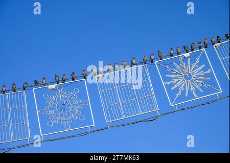 Pigeons perched on a wire with Christmas decorations Stock Photo