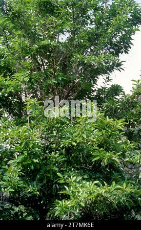 Portugal laurel or hija (Prunus lusitanica) is an evergreen small tree Native to Spain, Portugal, southwestern France, Morocco and Macaronesia. Stock Photo