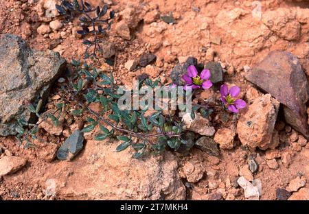 Virgin's mantle (Fagonia cretica) is an annual prostrate herb native to Mediterranean basin and Canary Islands. This photo was taken in Fuerteventura, Stock Photo