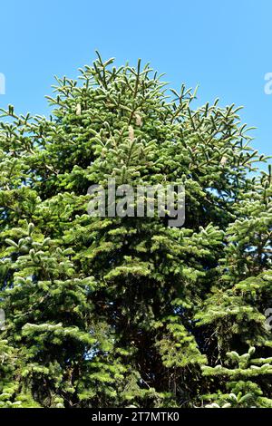 Taurus fir (Abies cilicica) is an evergreen tree native to Turkey, Lebanon and Syria. Stock Photo
