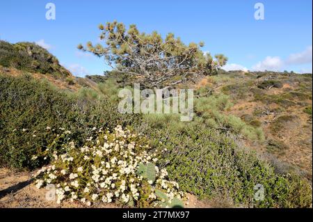 Torrey pine (Pinus torreyana) is an evergreen tree endemic to California coast (San Diego and Santa Barbara). This photo was taken in La Jolla, San Di Stock Photo