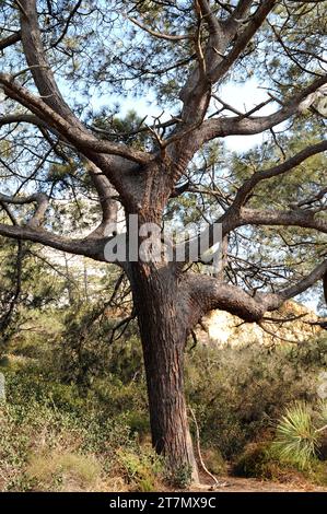 Torrey pine (Pinus torreyana) is an evergreen tree endemic to California coast (San Diego and Santa Barbara). This photo was taken in La Jolla, San Di Stock Photo