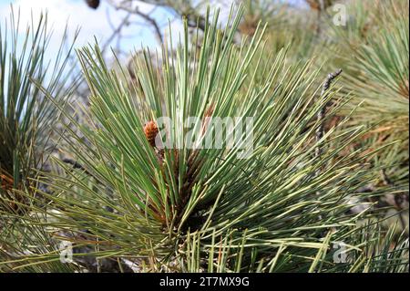 Torrey pine (Pinus torreyana) is an evergreen tree endemic to California coast (San Diego and Santa Barbara). Female cone and leaves detail. This phot Stock Photo