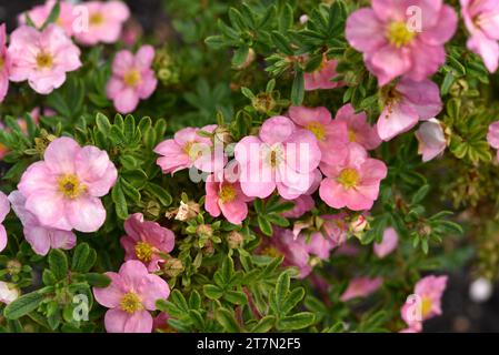 Beautiful pink Potentilla flowers on a green bush. Small red flowers of Rosaceae. Stock Photo