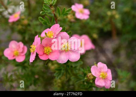 Beautiful pink Potentilla flowers on a green bush. Small red flowers of Rosaceae. Stock Photo