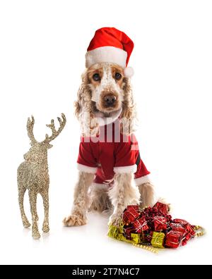 English Cocker Spaniel in front of white background Stock Photo