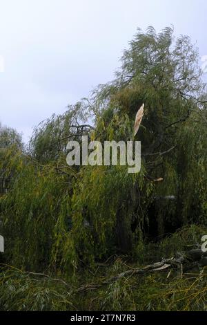 Badly damaged Weeping Willow tree due to severe storm, half of it was blown off. Stock Photo