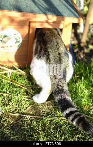 Tabby and white domestic cat squeezing himself into hedgehog house in order to steal hedgehog food Stock Photo