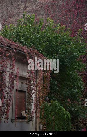 Budapest, Hungary - October 8, 2022: A grape vine growing up the wall of a house. Szőlőtőke Stock Photo