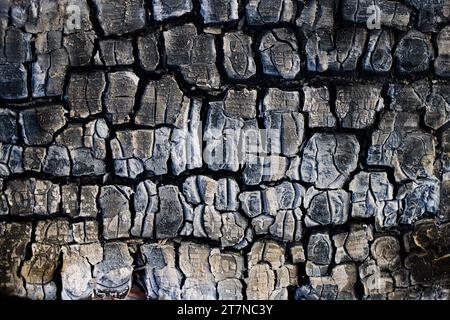 Burnt wood texture. Burnt piece of wood in a bonfire. Stock Photo