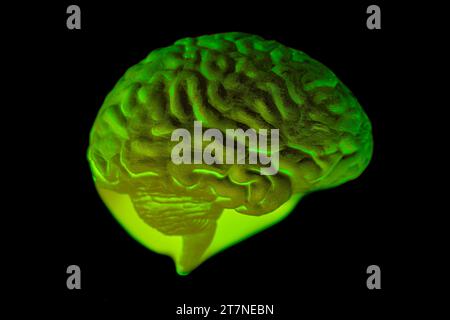 Human brain anatomical model on black background. Stock Photo