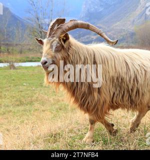 Billy goat in the Alpine mountains of Trentino, Italy. Mountain male goat. Ziegenbock Stock Photo