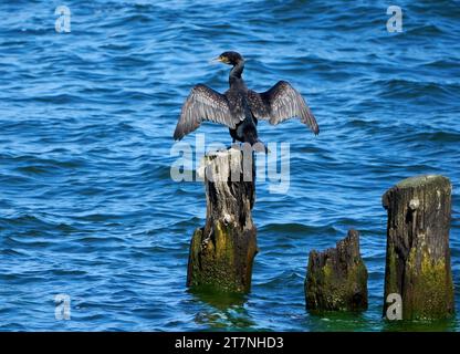 Great cormorant (Phalacrocorax carbo) drying its plumage with spread wings on an old groyne Stock Photo