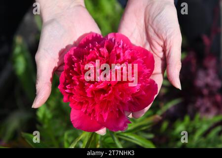 A pink Peony Rose flower head cupped in a female gardeners hands. Stock Photo