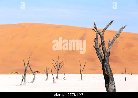 Dead tree in Namibian desert Stock Photo